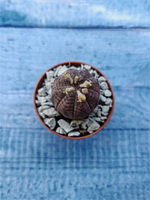 Euphoria Obesa (Эуфорбия)