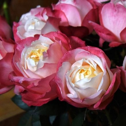 Принцесса Суки (Princess Suki’)