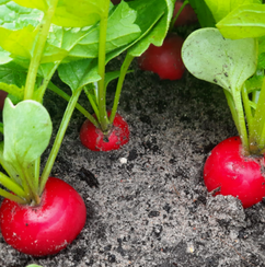 СИЗАР F1 семена редиса (Syngenta | Alexagro)