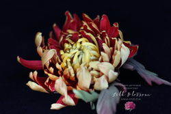 Брошь из шелка Хризантема Том Пирс