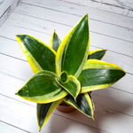 Sansevieria Hahnii Jade Marginata (Сансевиерия)
