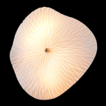 Бра Crystal Lux CONTESSA AP2.2