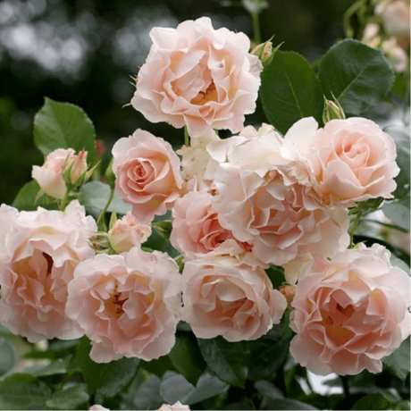 Рококо (Rokoko)