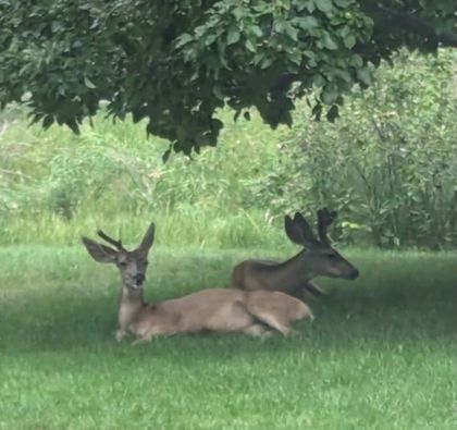 Институт Физического Мастерства