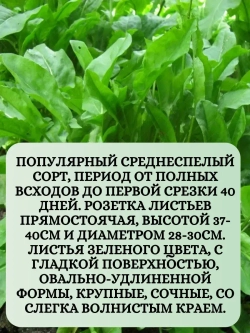 Семена Щавель чемпион 5 (гр)