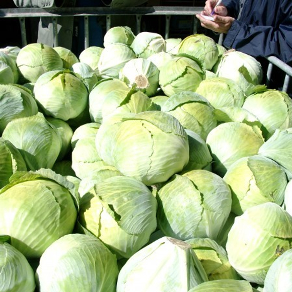 Сторема F1 семена капусты белокочанной – фото 3