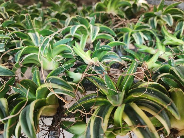 Про сансевиерии