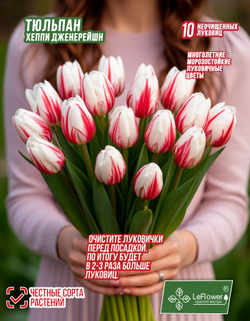 Тюльпан Луковица, Хэппи Дженерейшн, 5+ шт