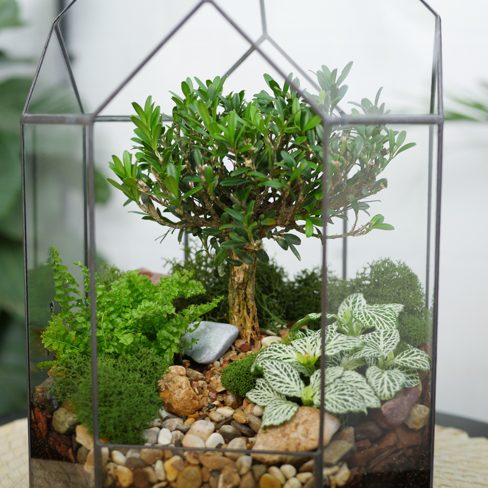 Готовый флорариум бонсай Самшит Бонсариум