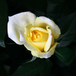 ароматные розы Николя Уло (Nicolas Hulot) Фея розы в букетах и охапками