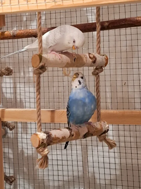 Многоярусная лестница для попугаев