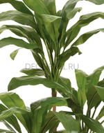 Кордилина Фрутикоза зелёная в-210 см 2/2 10.25007N