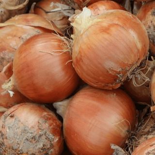 Лук репчатый Медуза F1 2.00-2.75 250000 (семян)