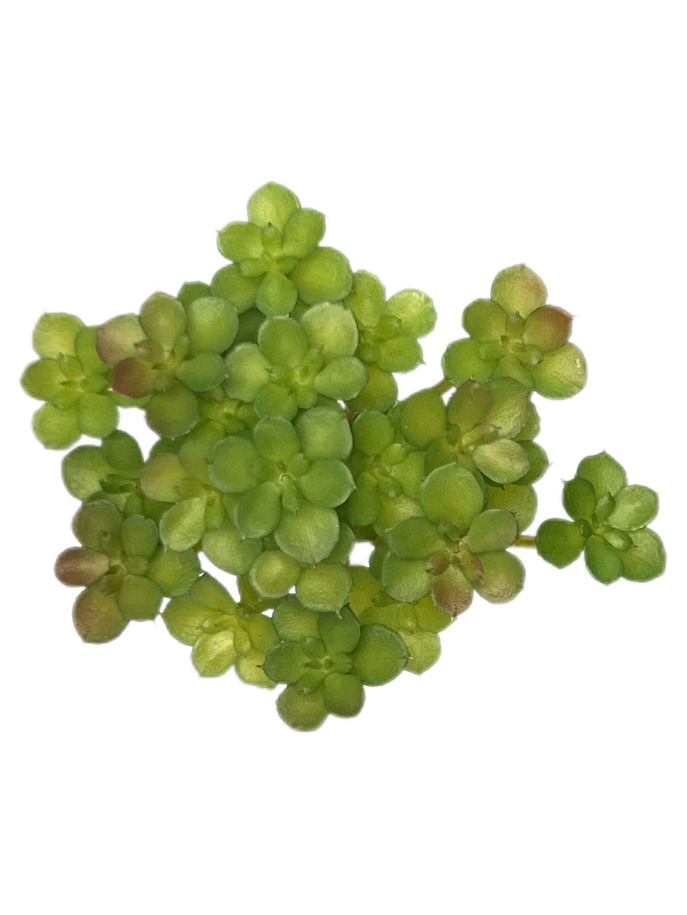 Суккулент 106 зеленый