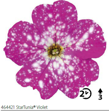 ЕВРО Петуния Sturtunia Violet укореннный черенок ОКС конец ноября