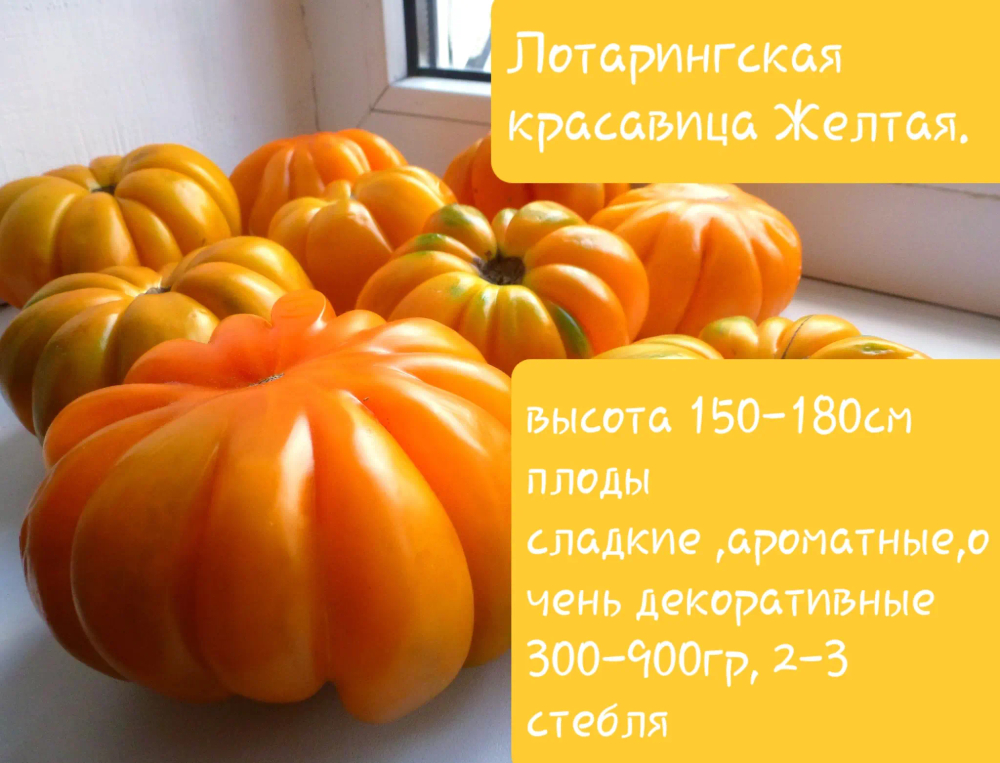ЛОТАРИНГСКАЯ КРАСАВИЦА ЖЕЛТАЯ