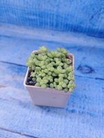 Sedum Burrito (Седум)
