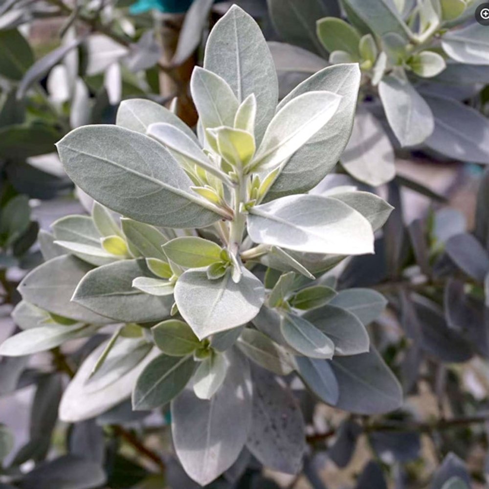 Конокарпус прямостоячий – Conocarpus erectus