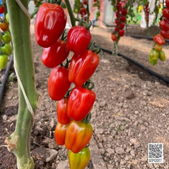 Редетто F1 семена томата индетерминантного (Rijk Zwaan / Райк Цваан)