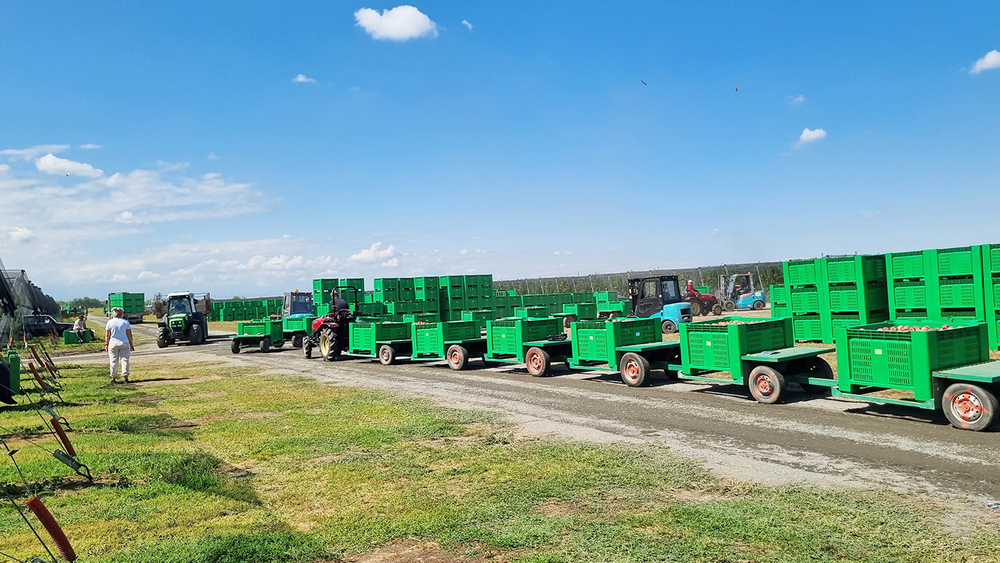 Трактор Solis-Gold | Солис-Голд 26 Mit 4x4 6+2B STD agri 6.00-12 / 8.3-20 (с ПСМ)