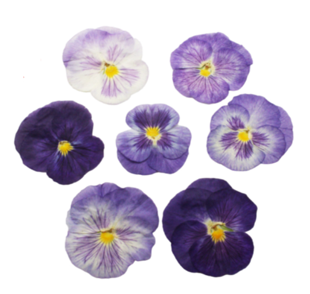 Виола обезвоженная Paradise Flower - плоский цветок, 10 шт