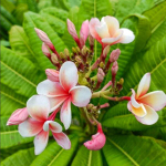 Плюмерия карликовая DOUNG SEDTHEE