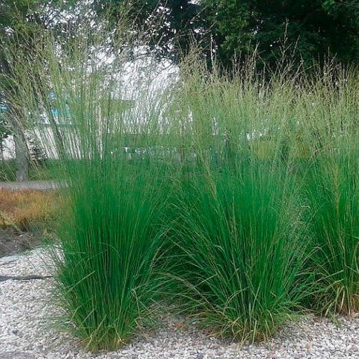 Молиния голубая 'Heidebraut' С2 15-20 см Закупка М43 май- июнь 2026