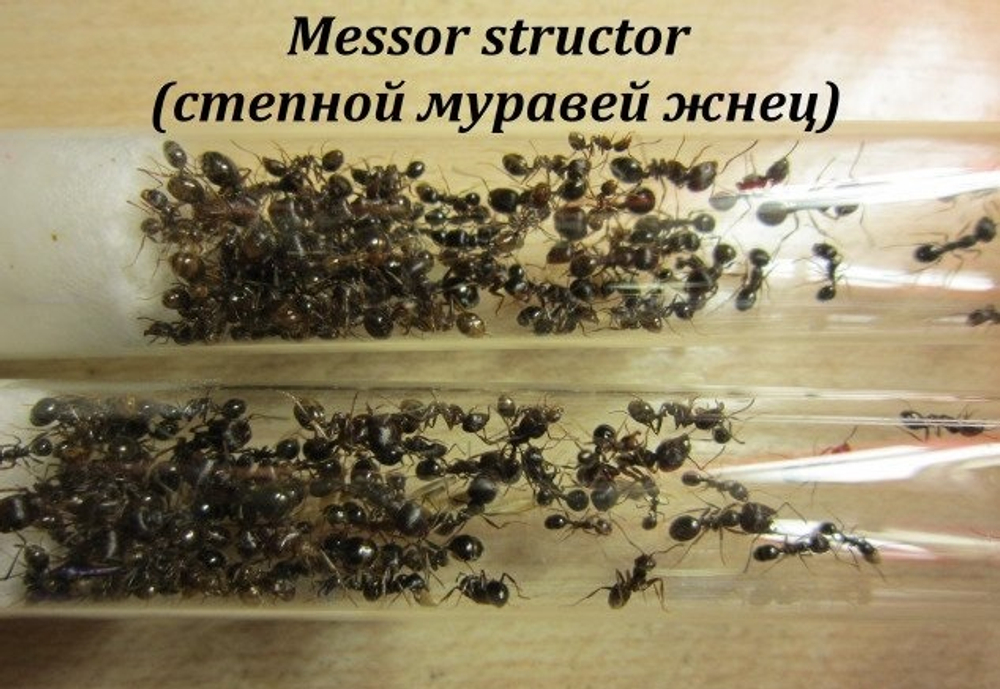 Купить муравьев Степной Жнец (Messor Structor)