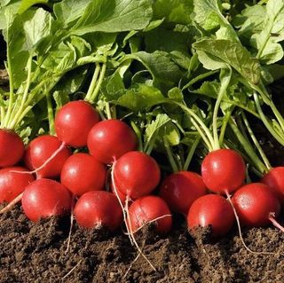 Редис Мелито F1 2.60-2.80 10 000 (семян)