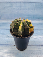 Gymnocalycium Variegata (Гимнокалициум Вариегатный)