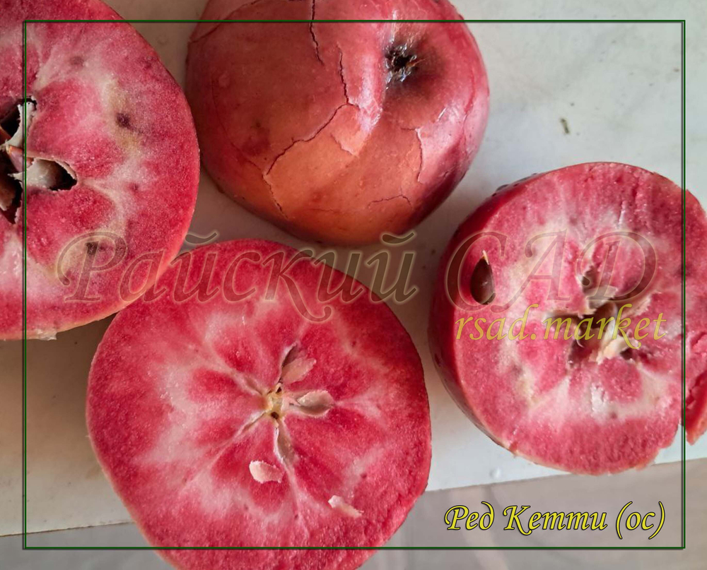 Яблоня Ред Кетти ( red Ketti)