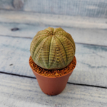 Euphoria Obesa (Эуфорбия)
