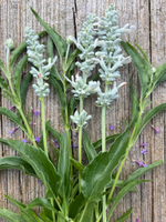 Сальвия (шалфей) мучнистая Виктория вайт 30шт.