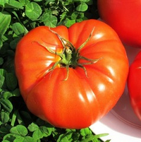 Помидоры Бабушкина Селекция - Tomato Babuschka Selection