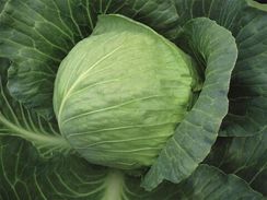 ТИАРА F1 семена капусты белокочанной (Bejo | Alexagro)