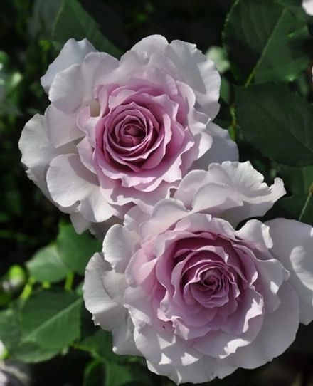 Нью Вейв (New Wave)