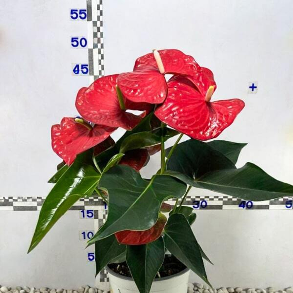 Антуриум Андрэ QUERIDA