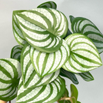 Пеперомия арбузная куст 28 см.