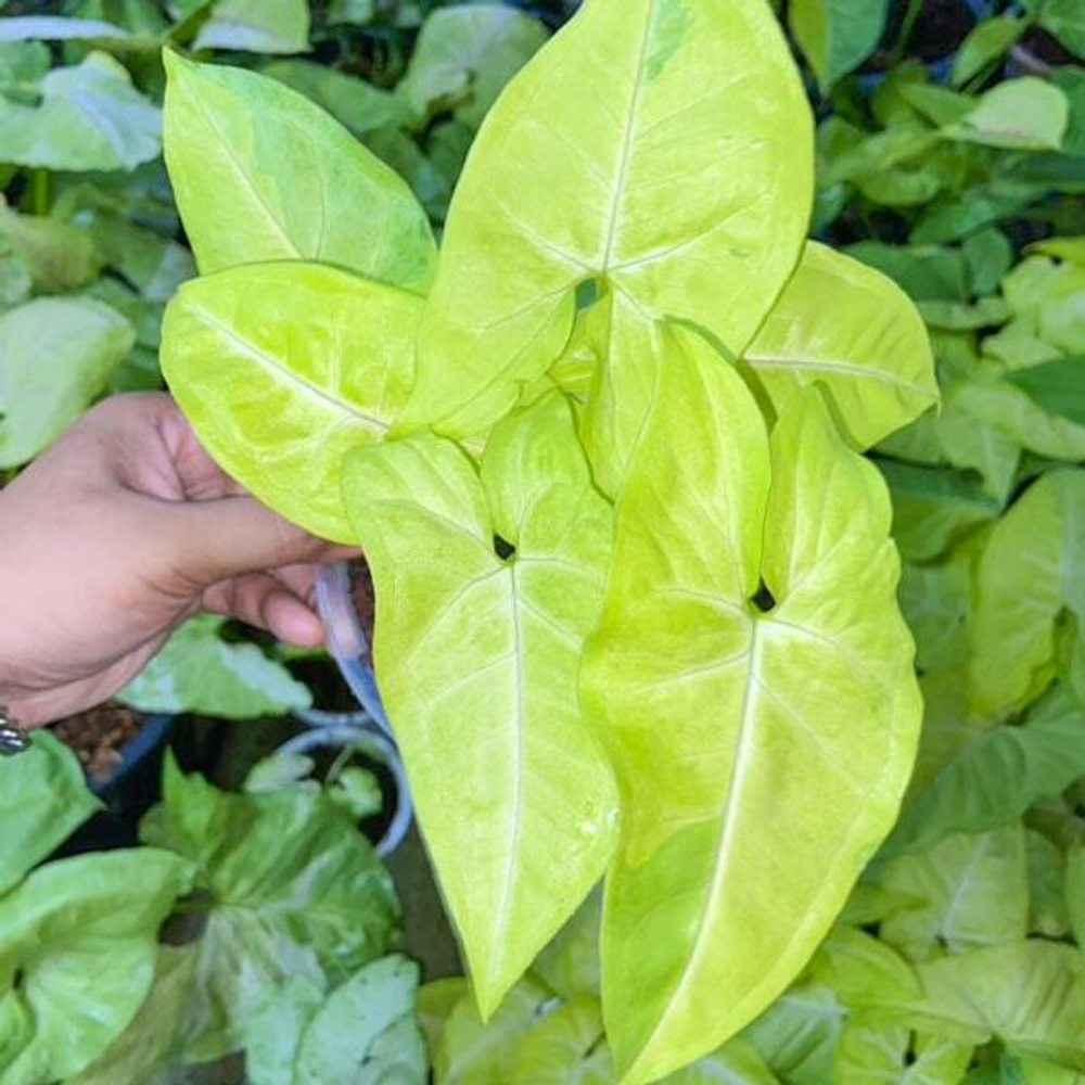 Сингониум LIME SODA