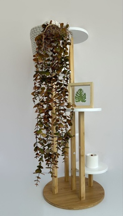 Самшит ампельный с корешками август / Арт 4043