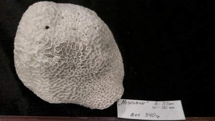 Коралл белый "Мозговик" 135-155мм