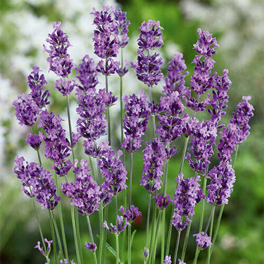 Лаванда узколистная "Munstead"