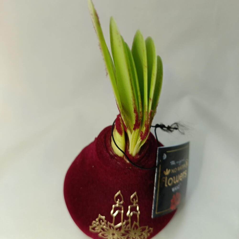 Новогодняя Луковица амариллиса в бархатном воске