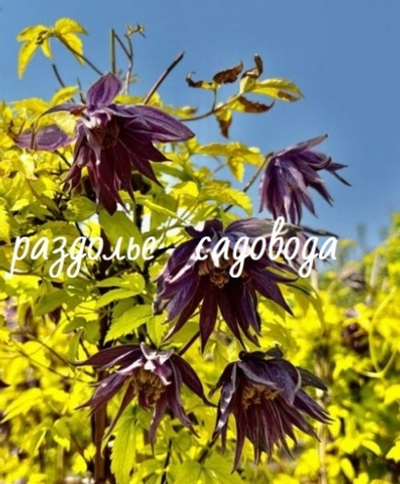 Клематис (княжик) Люминоус Дак (горшок 3л)