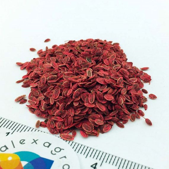 ГОЛДКРОН семена укропа (Enza Zaden | Alexagro)