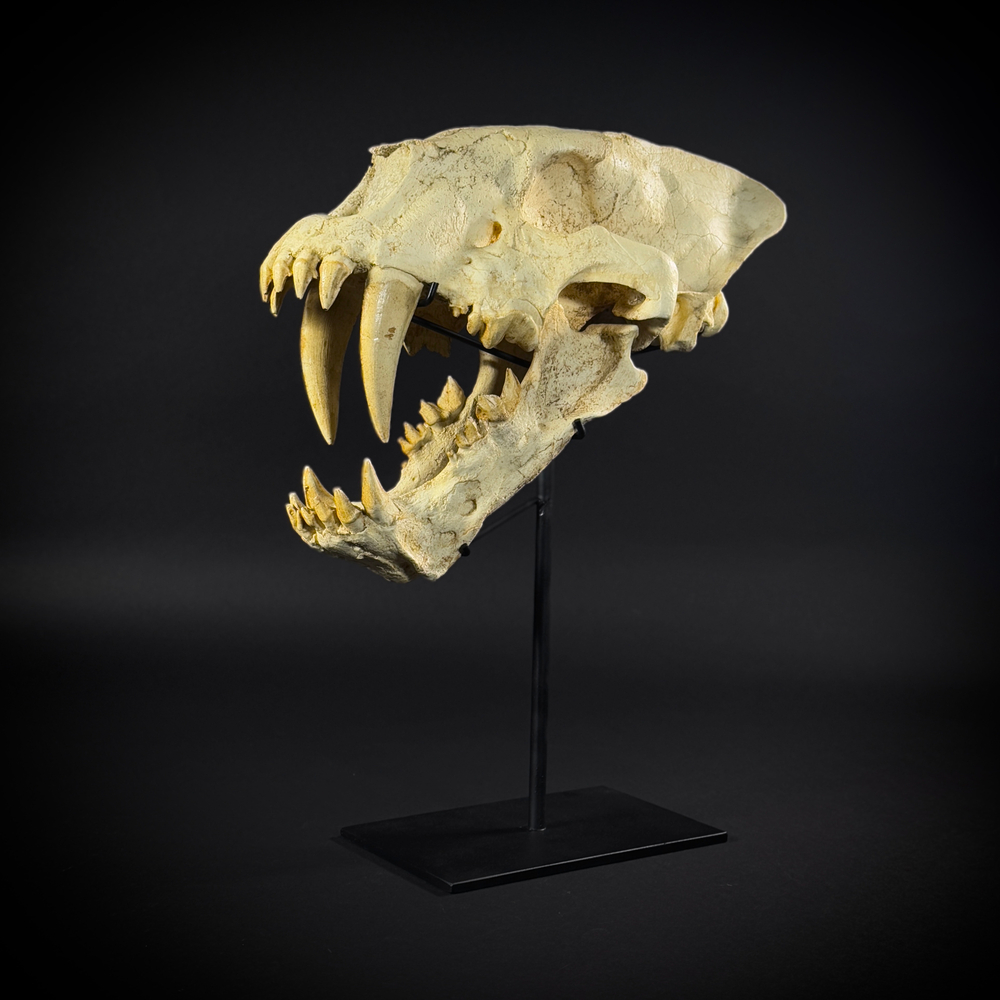 Homotherium на стойке