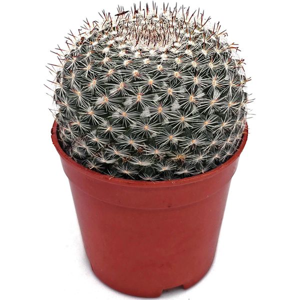 Маммиллярия плотноколючковая (Mammillaria sp.)