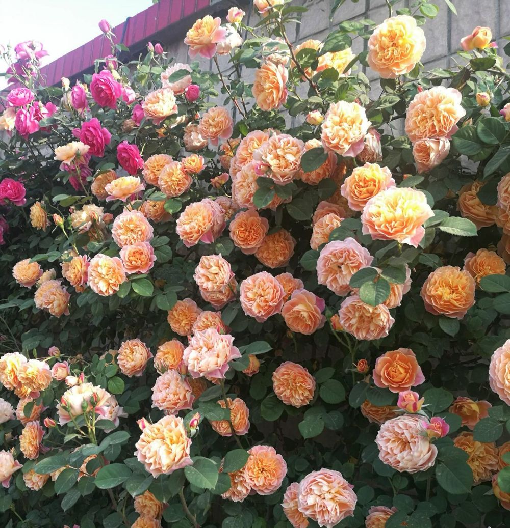 Зе Импрессионист (The Impressionist)