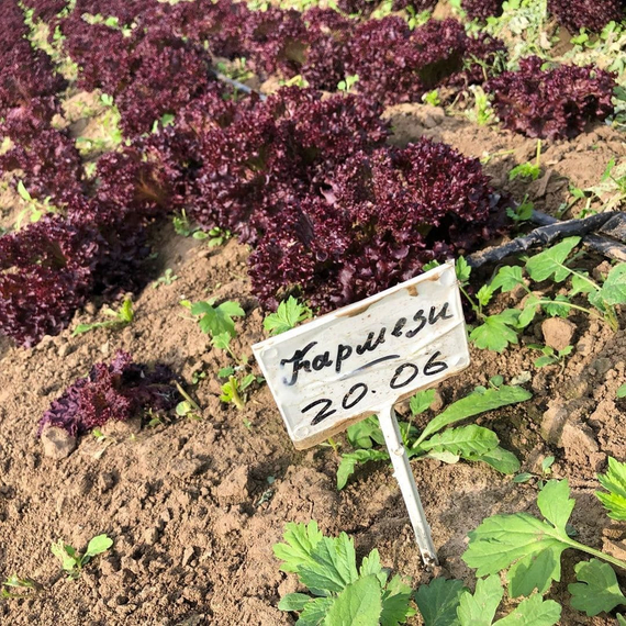 Кармези семена салата лолло росса (Rijk Zwaan / Райк Цваан) в поле – фото 9