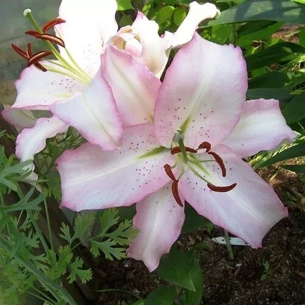 Лилия Brasilia( Восточный гибрид )